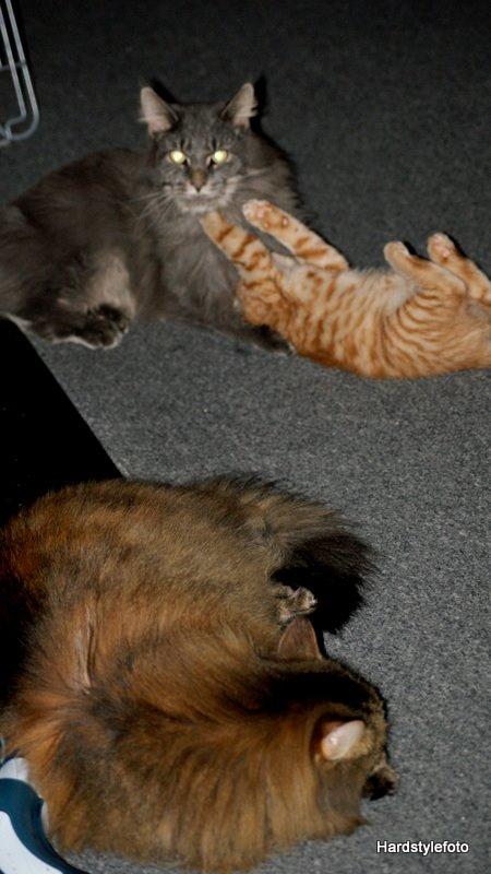 Huskat Mylle billede 13