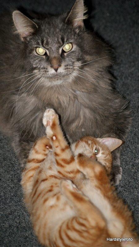 Huskat Mylle billede 14