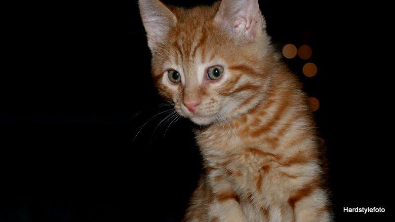 Huskat Mylle billede 3