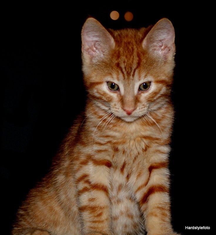 Huskat Mylle billede 4