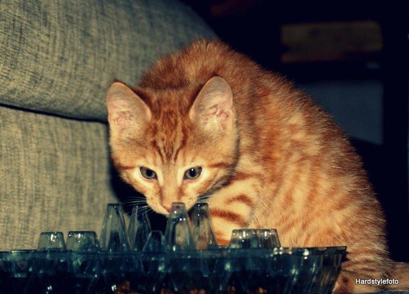 Huskat Mylle billede 5