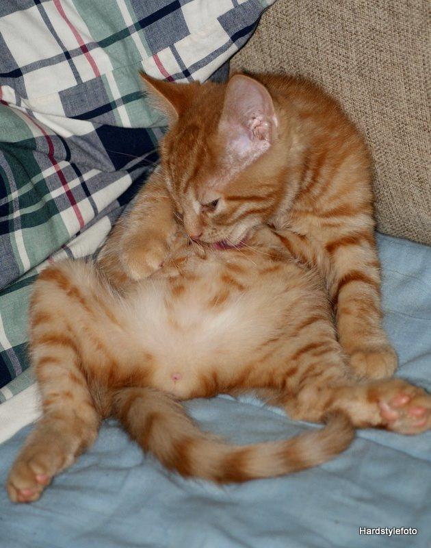 Huskat Mylle billede 6