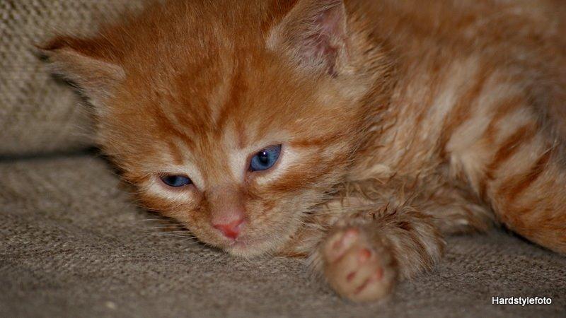 Huskat Mylle billede 2