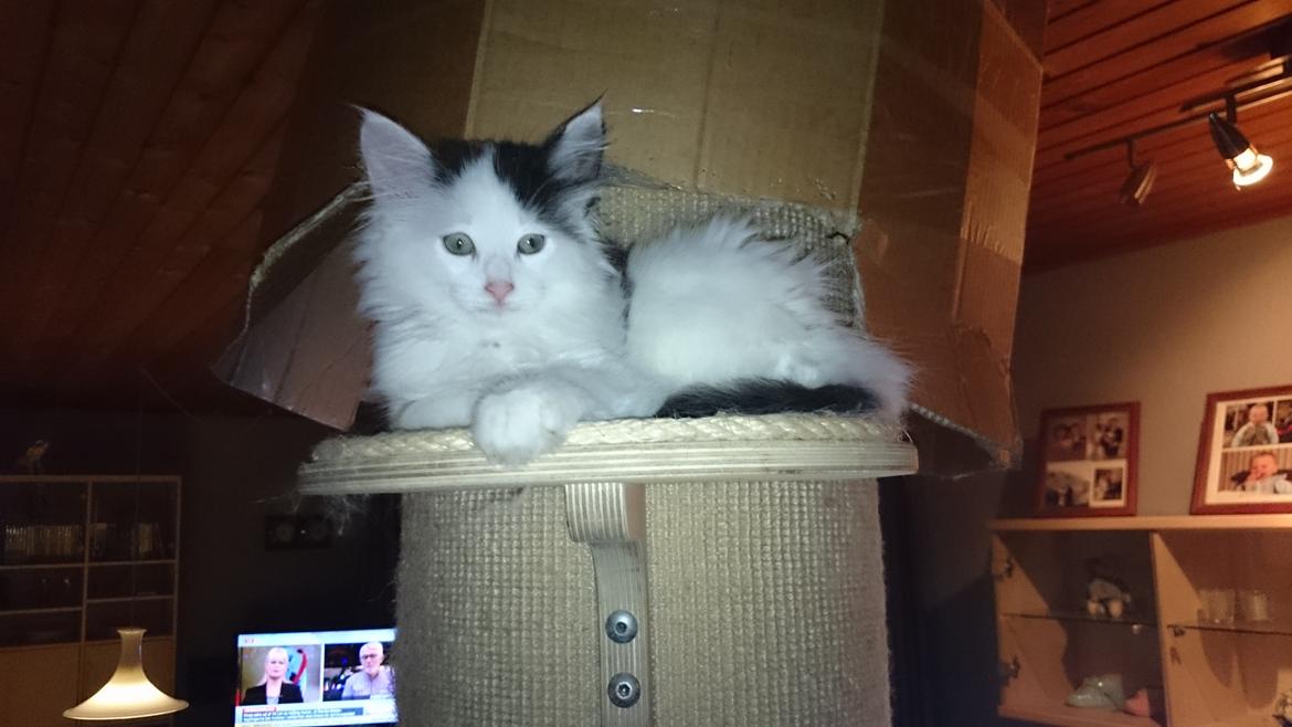 Norsk Skovkat DK. The Tuskani's Jojo billede 7