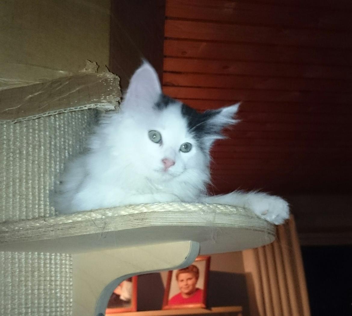 Norsk Skovkat DK. The Tuskani's Jojo billede 8