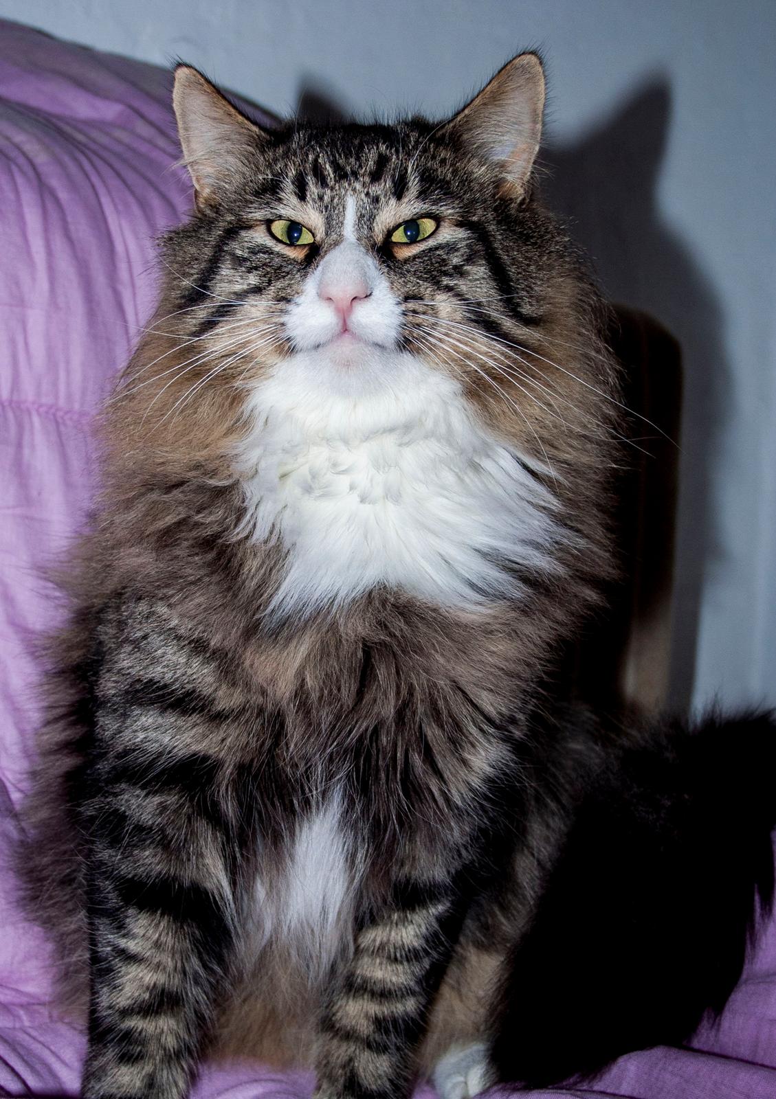 Norsk Skovkat Dk Himmark`s Herkules - Dk Himmark`s Herkules født d.30/10 2013 han er avlshan her i huset billede 1