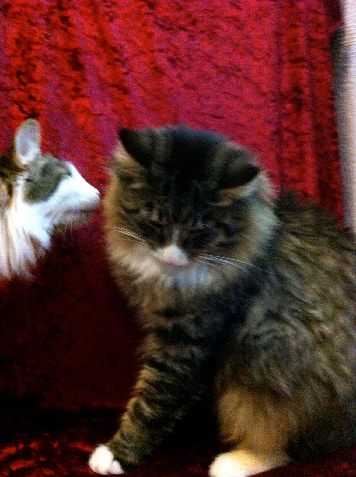 Norsk Skovkat Dk Himmark`s Herkules - Er jeg ikke dejlig billede 2