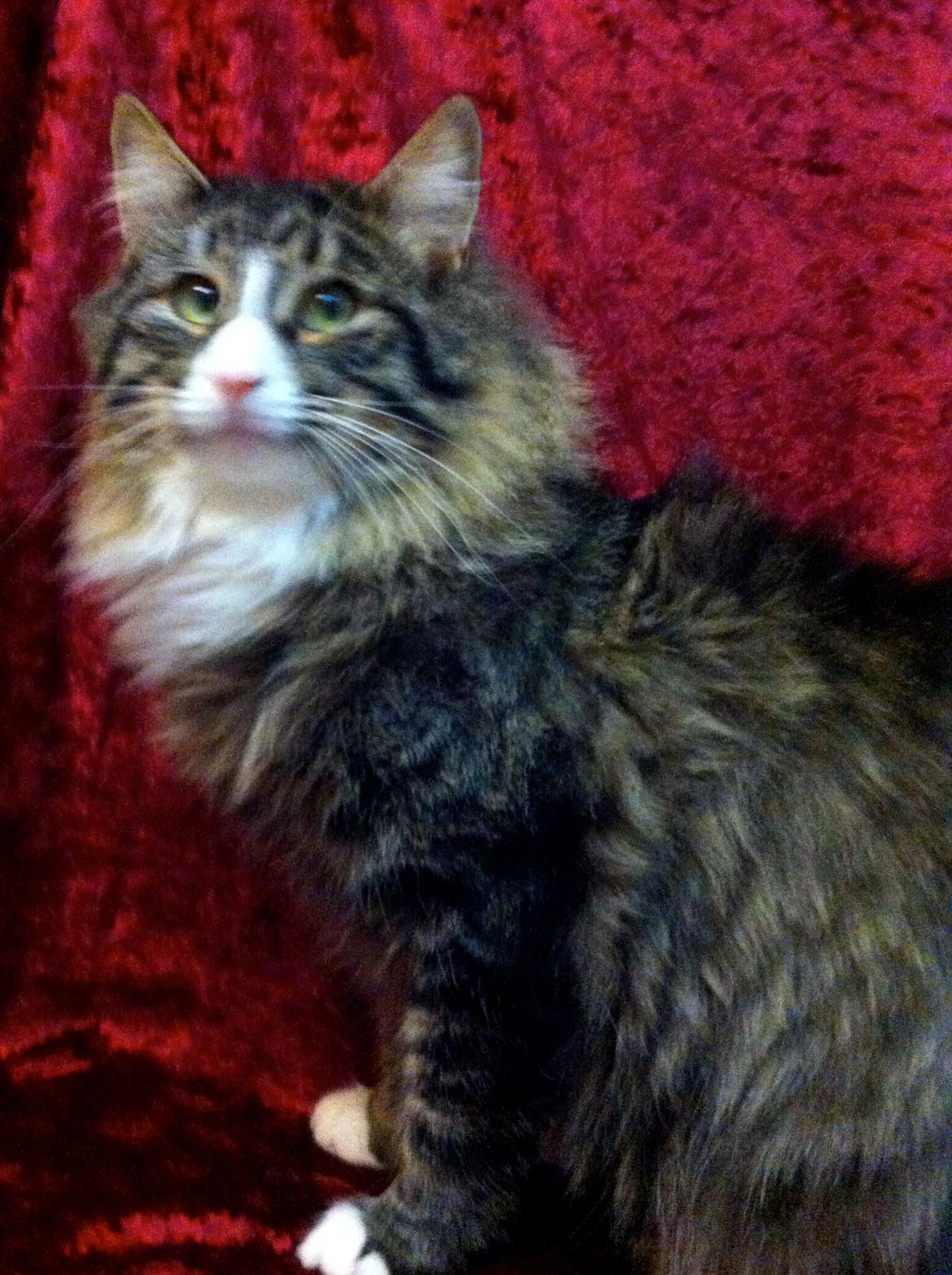 Norsk Skovkat Dk Himmark`s Herkules billede 4