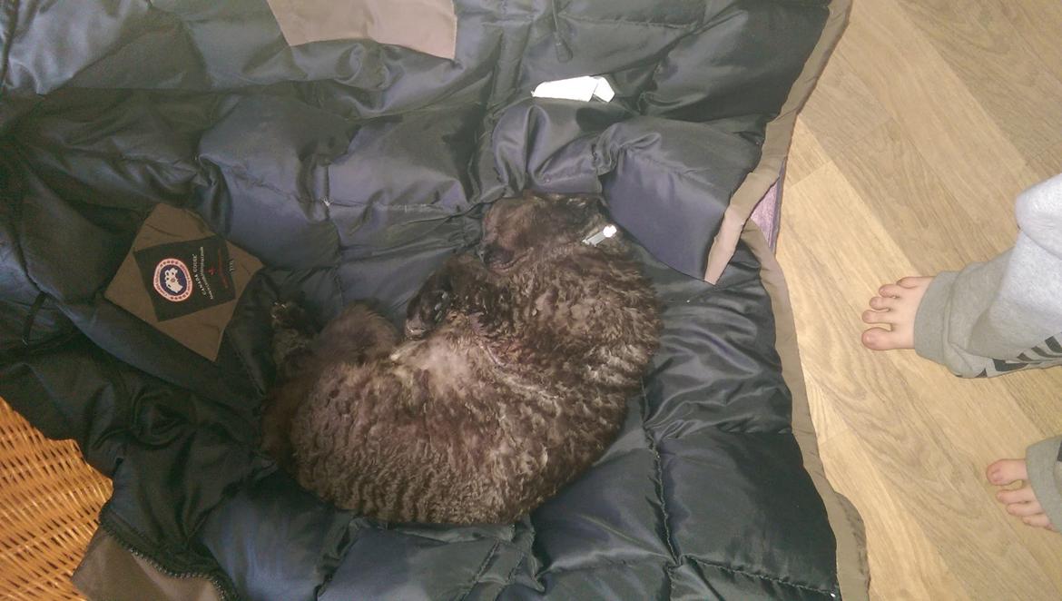 Devon Rex aquila  billede 2