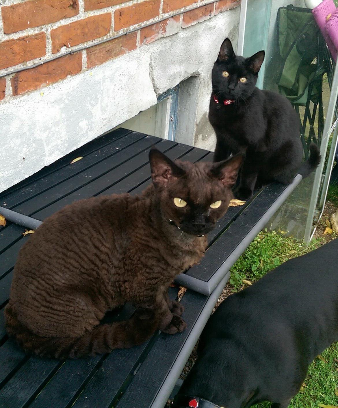 Devon Rex aquila  billede 3