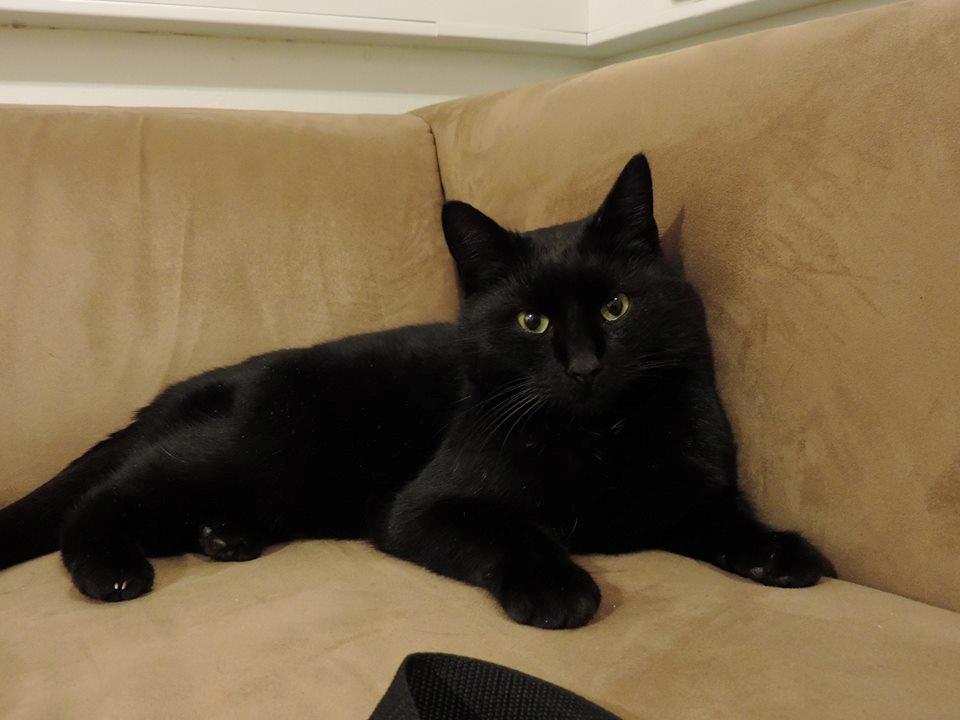 Huskat Samba - Nytårsdag. Her har hun været ved os i 3 dage ^^  billede 1