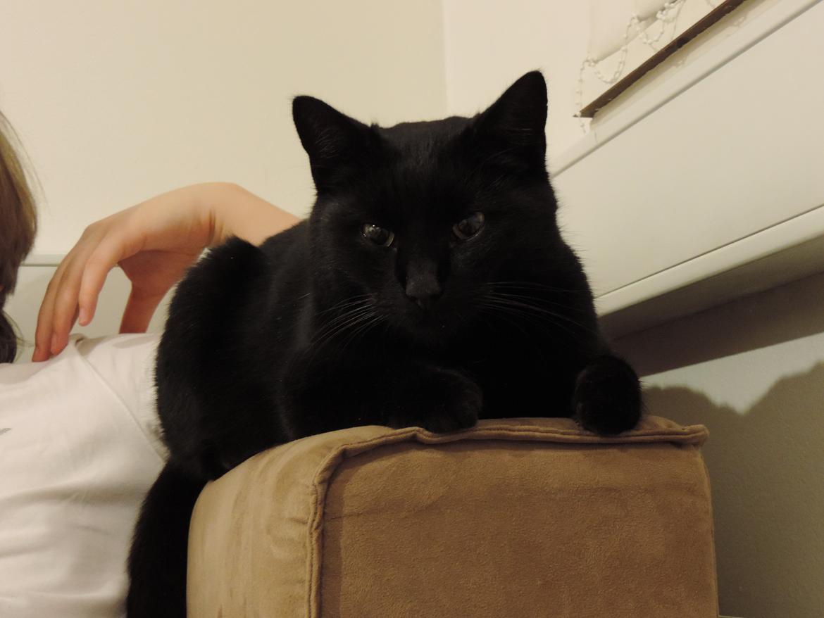 Huskat Samba billede 2