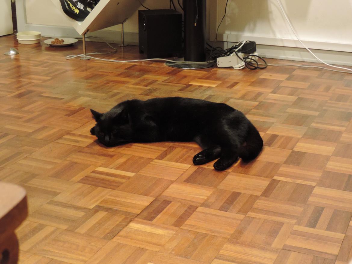 Huskat Samba billede 4