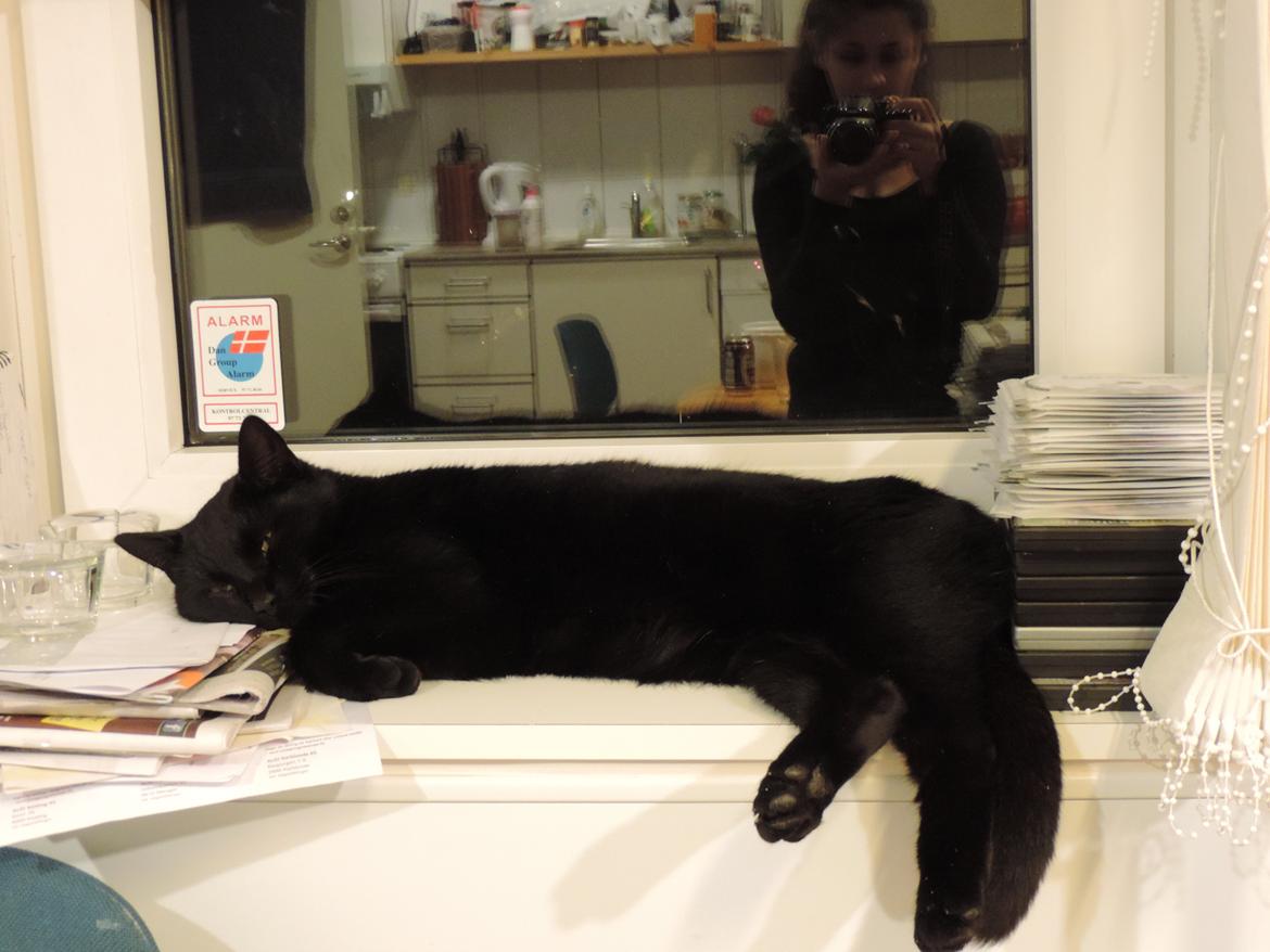 Huskat Samba - Dovne Miiis xD <3  billede 5