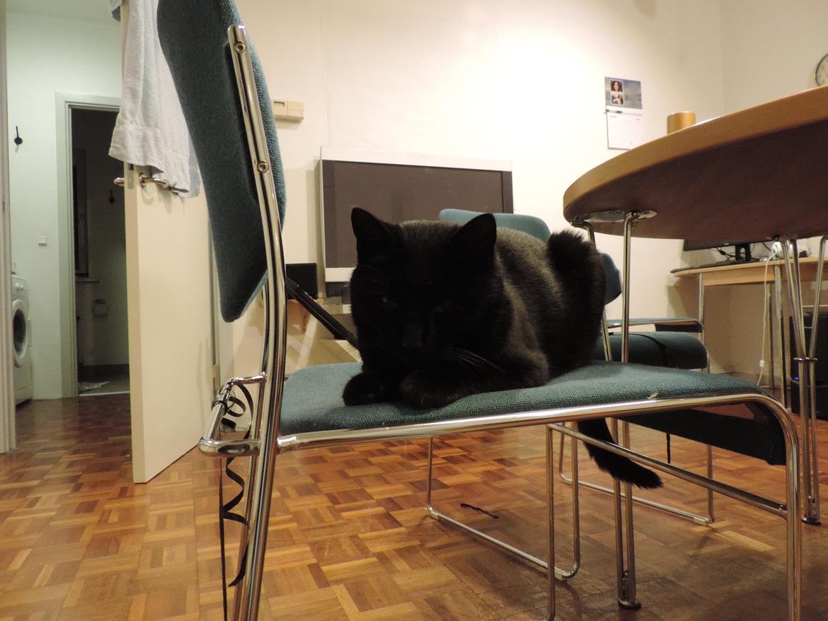 Huskat Samba - Hun elsker at tage min stol ! :D <3 billede 6