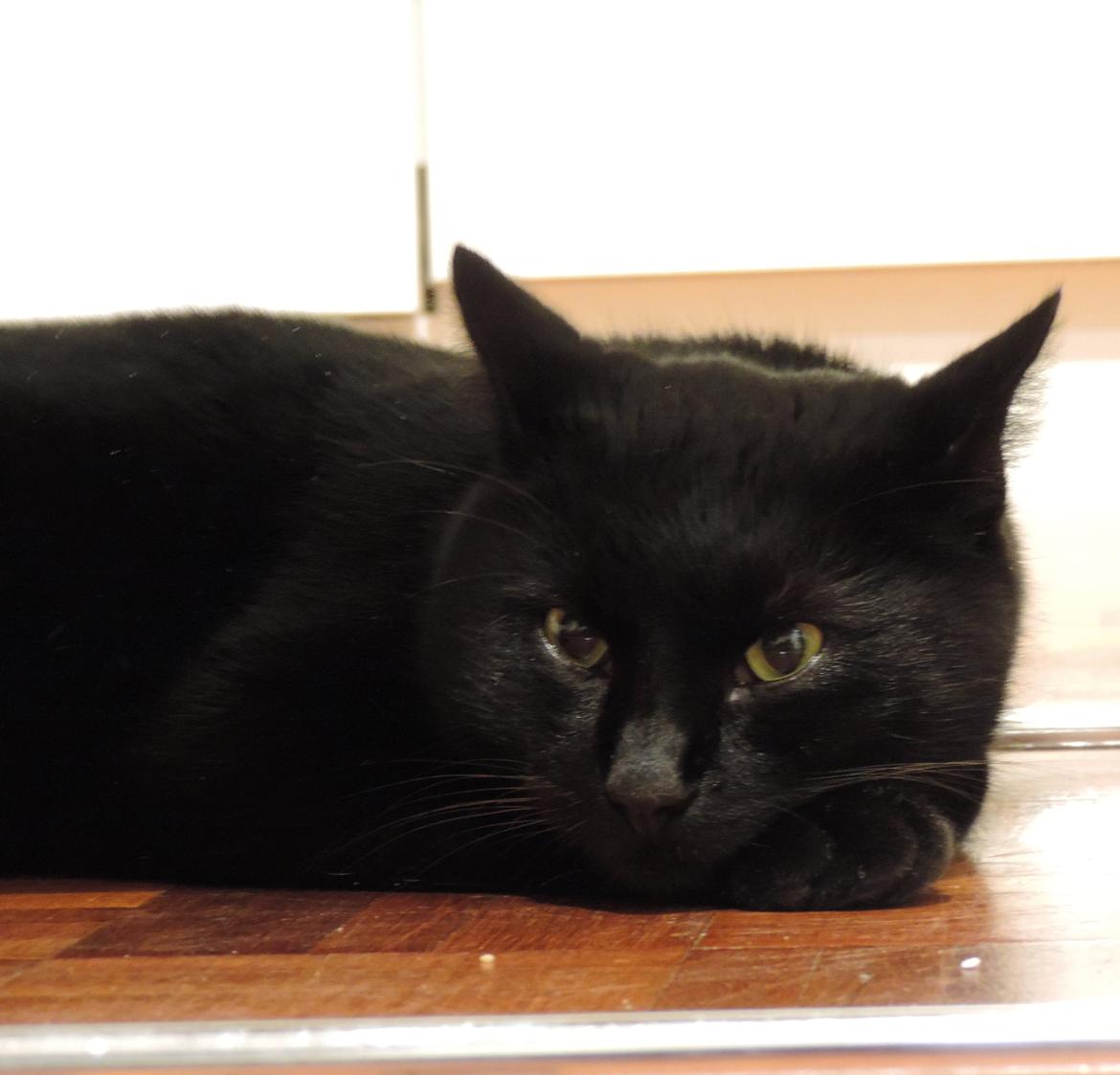 Huskat Samba billede 3