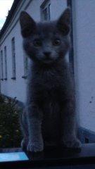 Blanding af racer Sif - Sif 8 uger billede 2