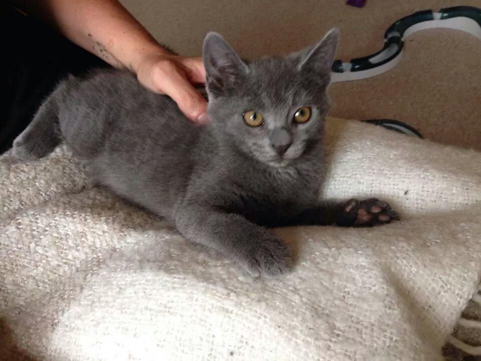 Blanding af racer Sif - Sif 8 uger billede 3