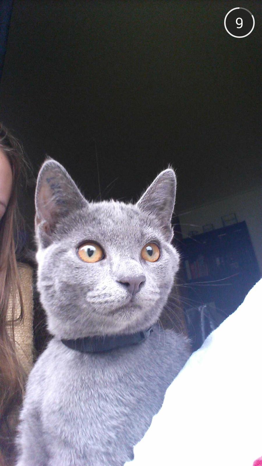 Blanding af racer Sif - Sif 12 uger billede 4