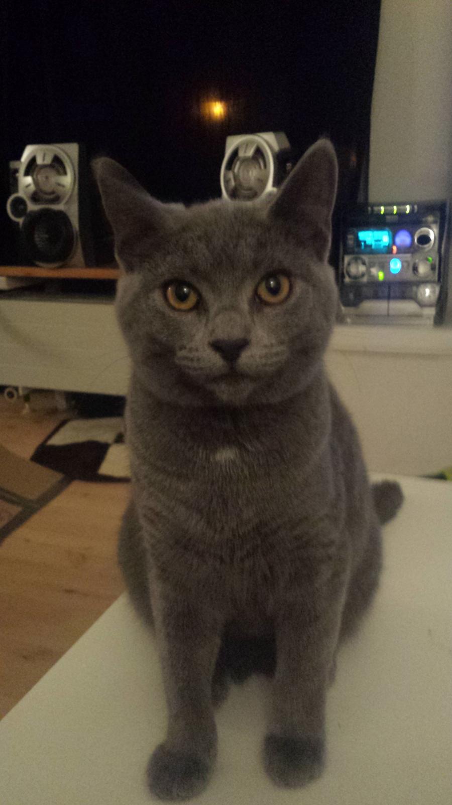 Blanding af racer Sif - Sif 20 uger  billede 5