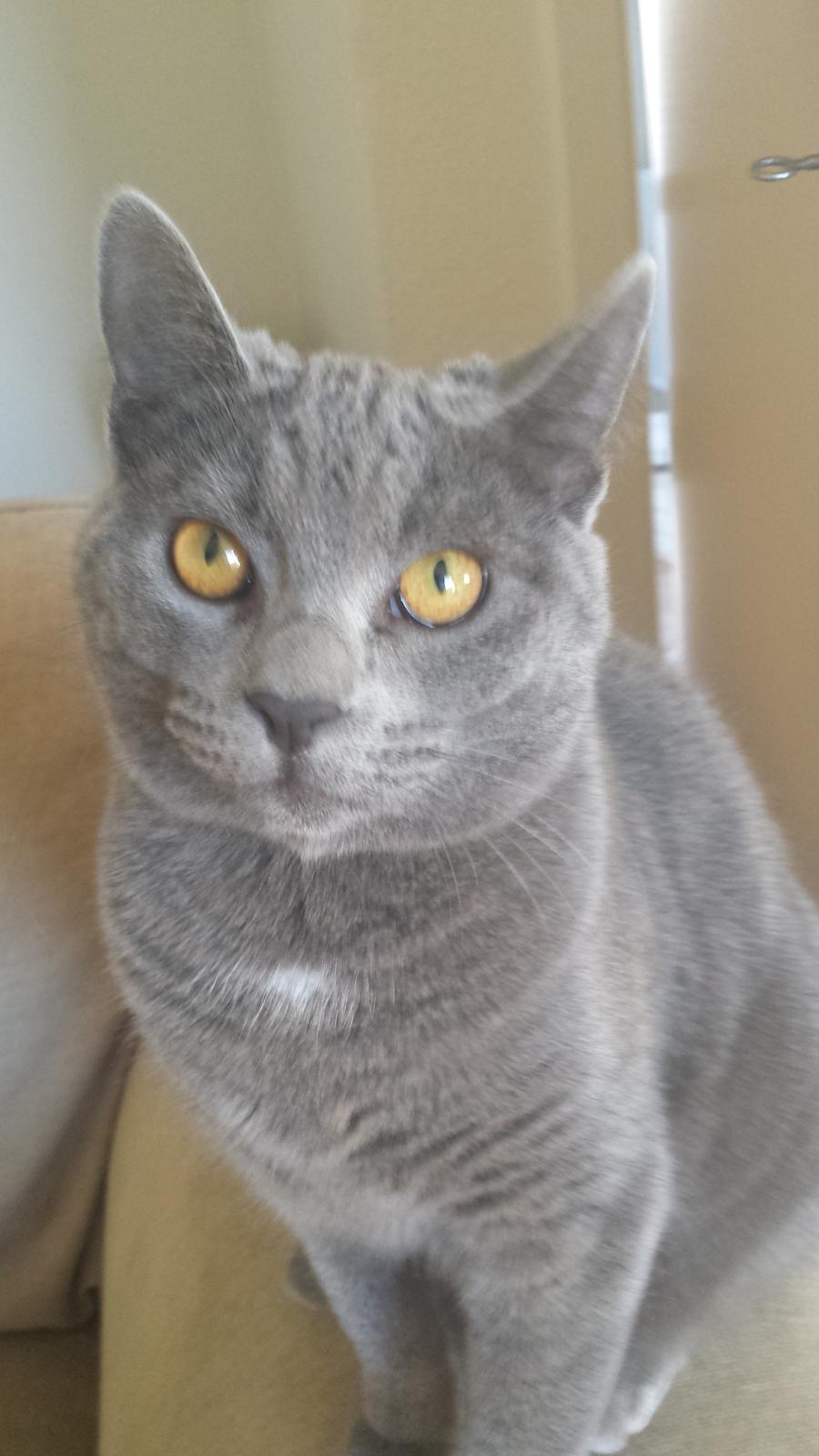 Blanding af racer Sif - Sif ½ år  billede 6