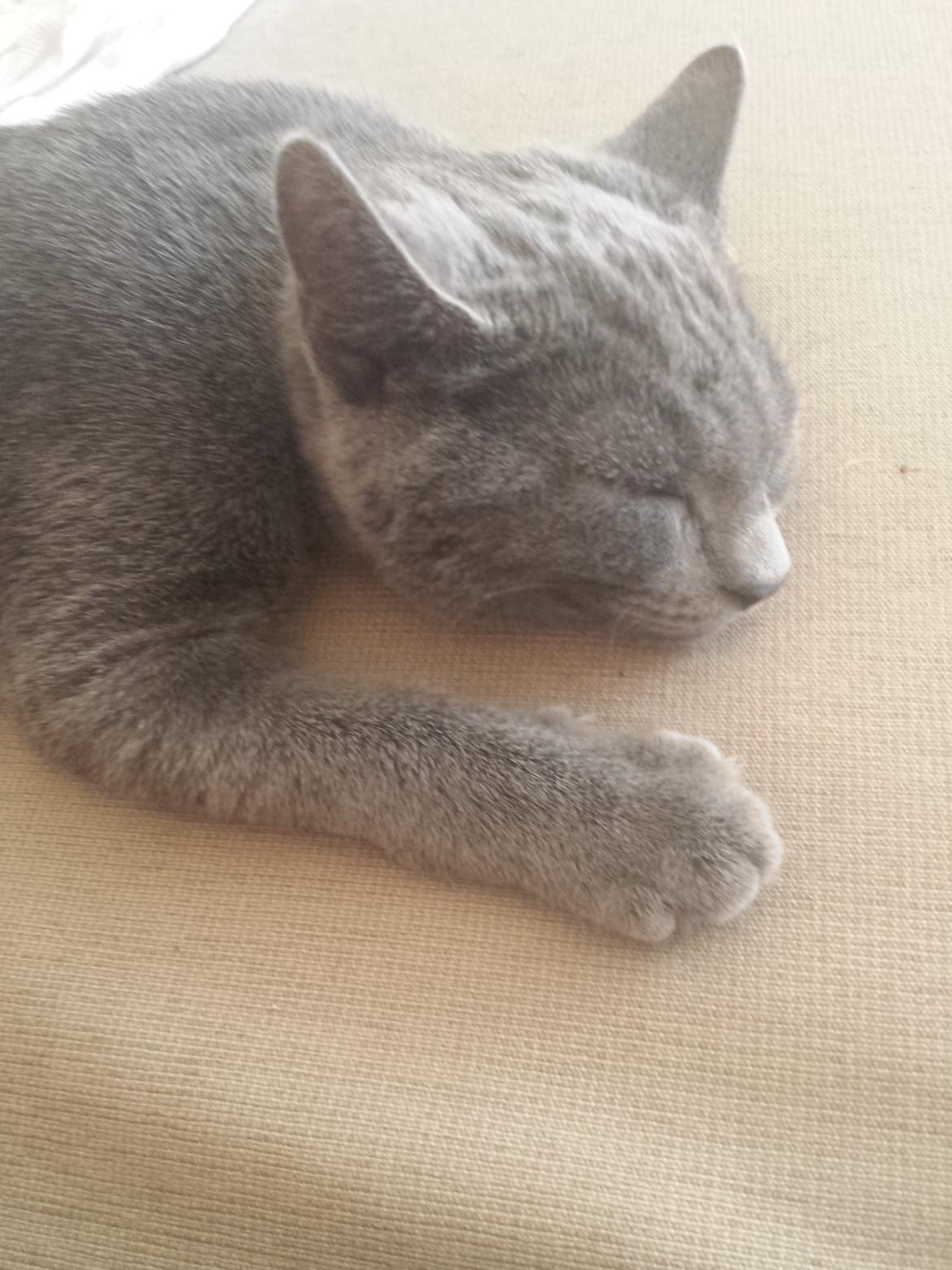 Blanding af racer Sif - Sif ½ år  billede 7