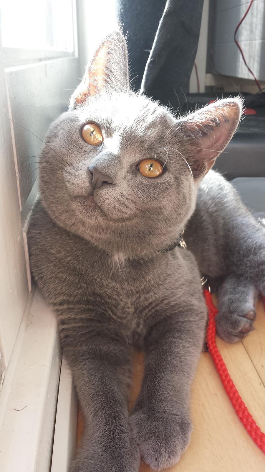 Blanding af racer Sif - Sif ½ år  billede 1