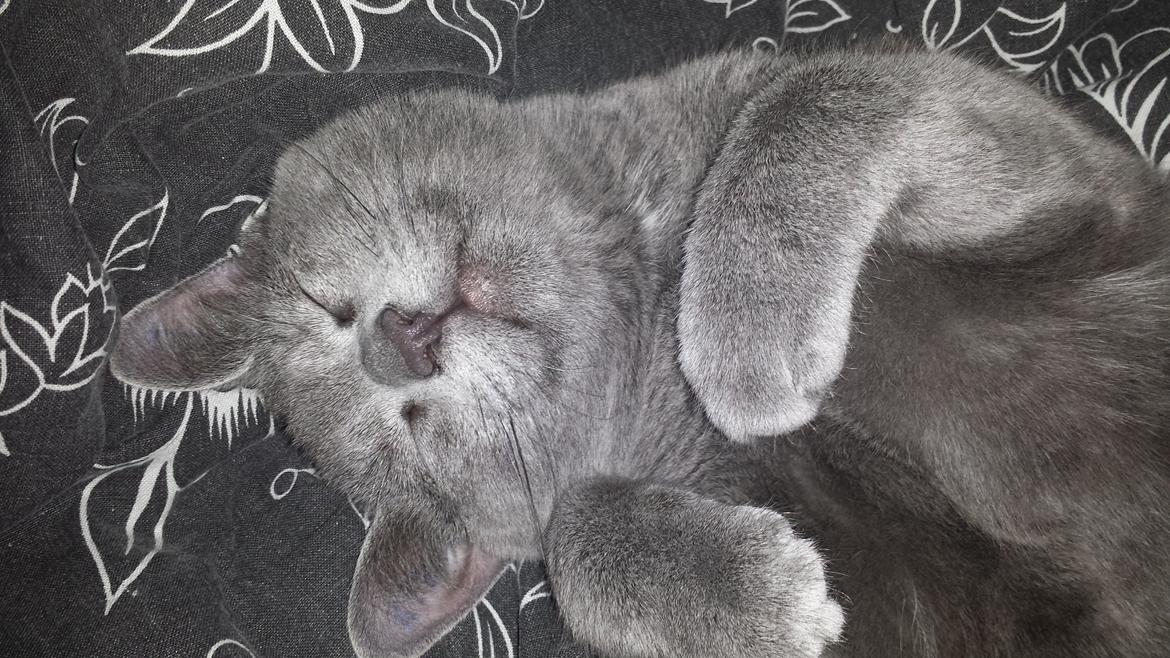 Blanding af racer Sif - Sif ½ år billede 9