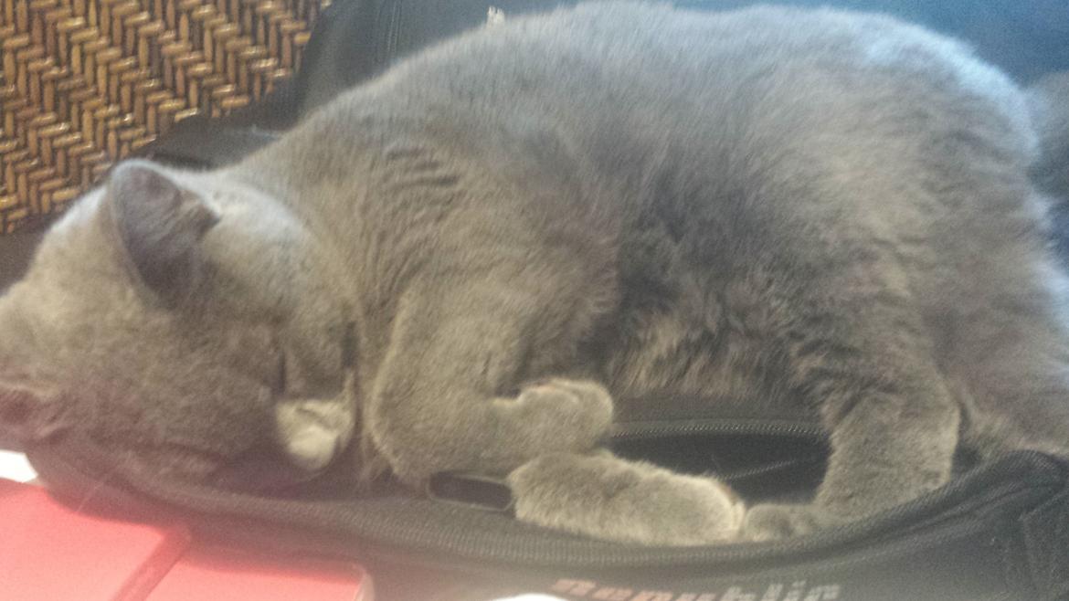 Blanding af racer Sif - Sif ½ år  billede 10