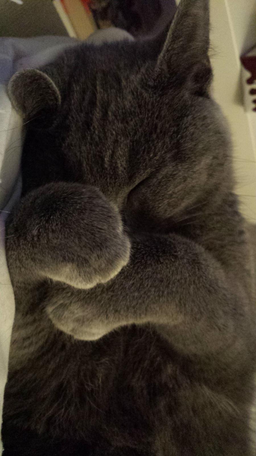 Blanding af racer Sif - Sif ½ år  billede 11