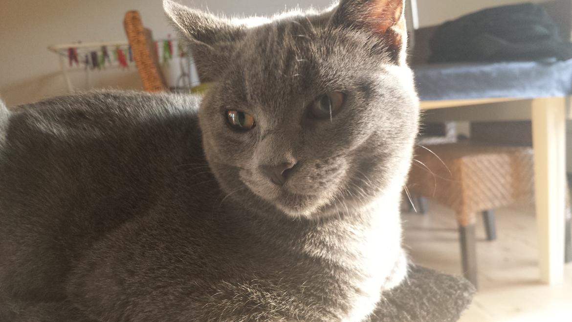 Blanding af racer Sif - Sif ½ år  billede 8