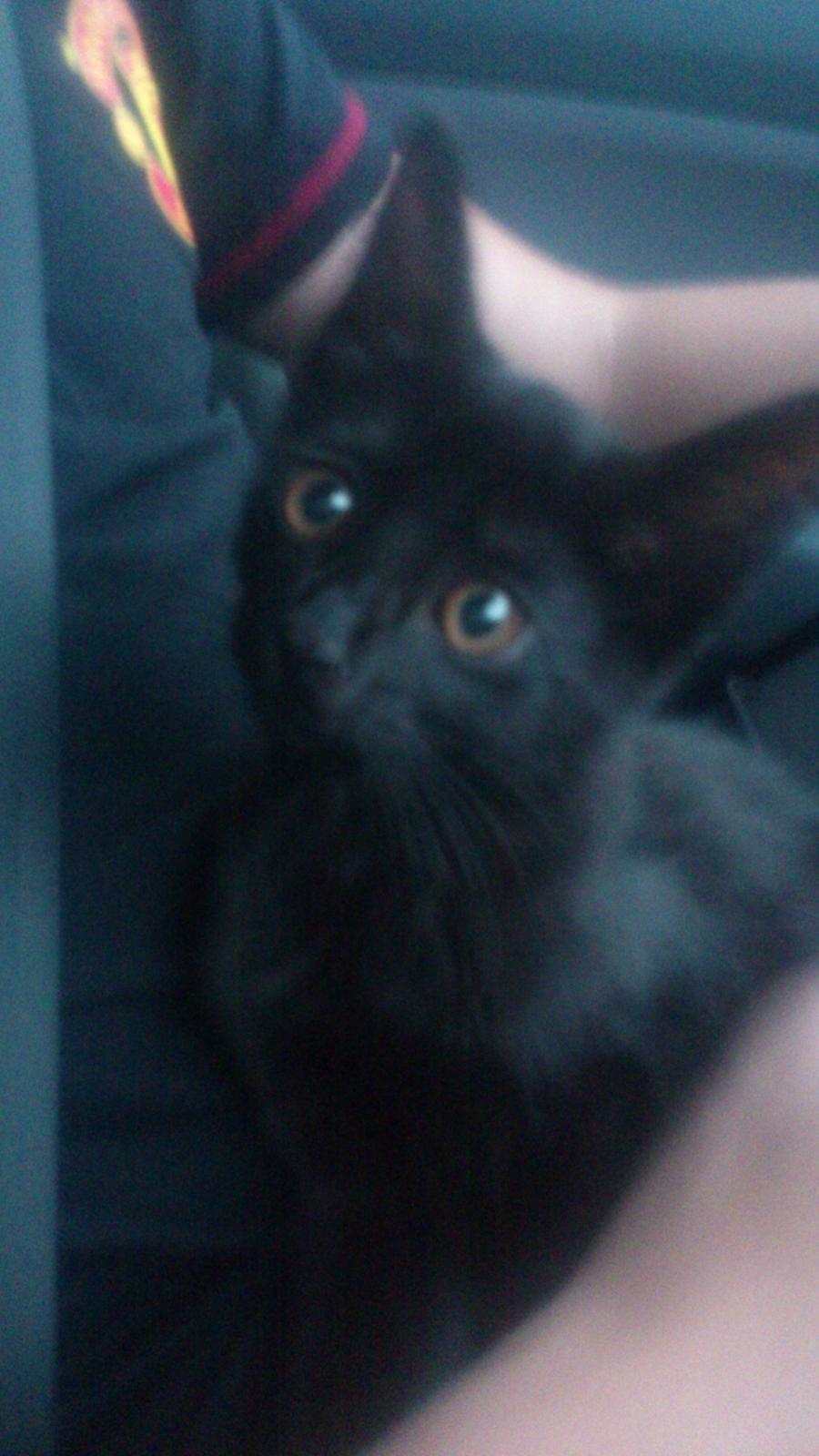 Huskat Balder - Balder 11 uger billede 2