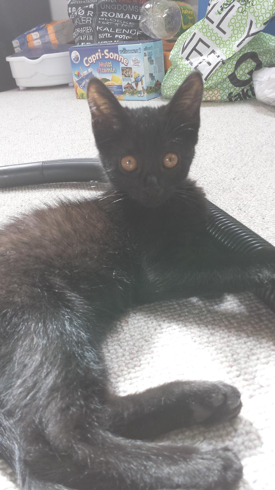 Huskat Balder - Balder 12 uger billede 3