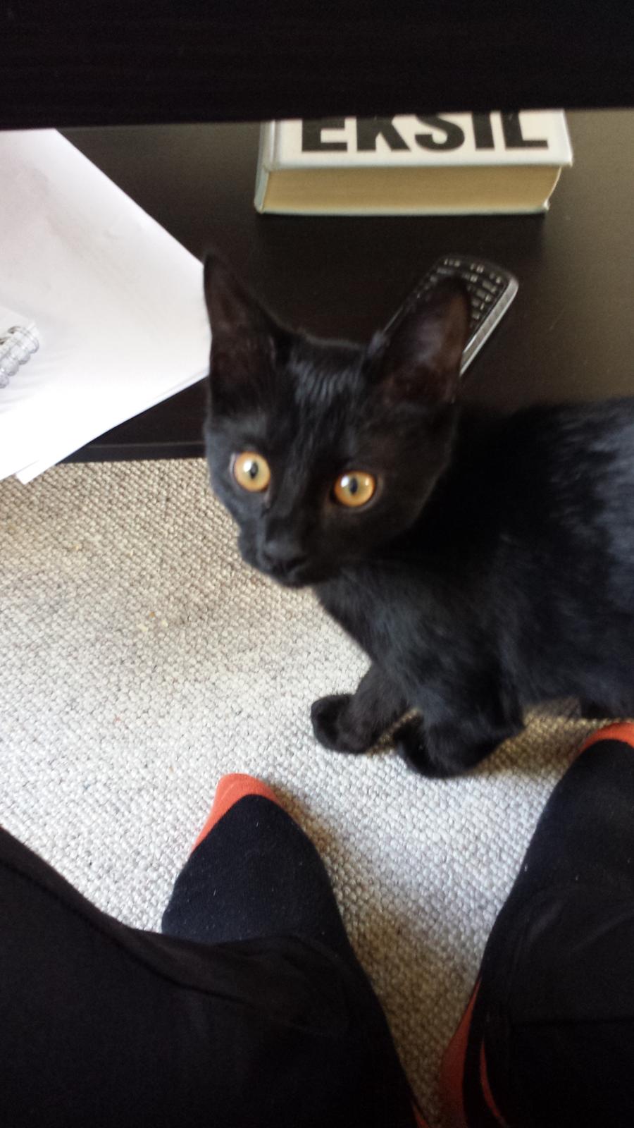 Huskat Balder - Balder 12 uger  billede 5