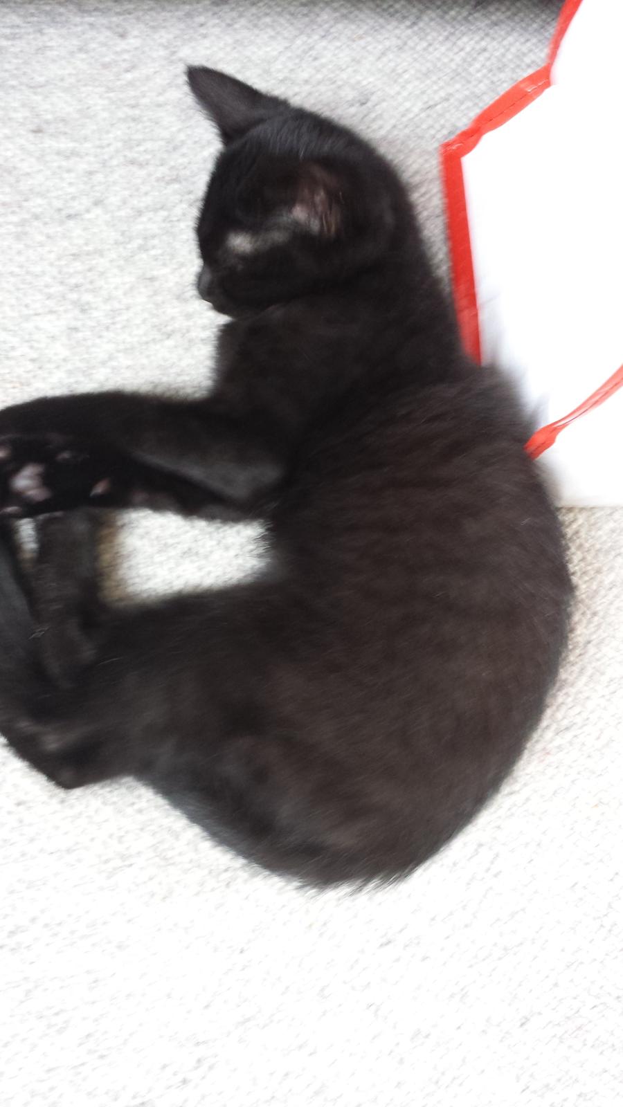 Huskat Balder - Balder 12 uger  billede 4