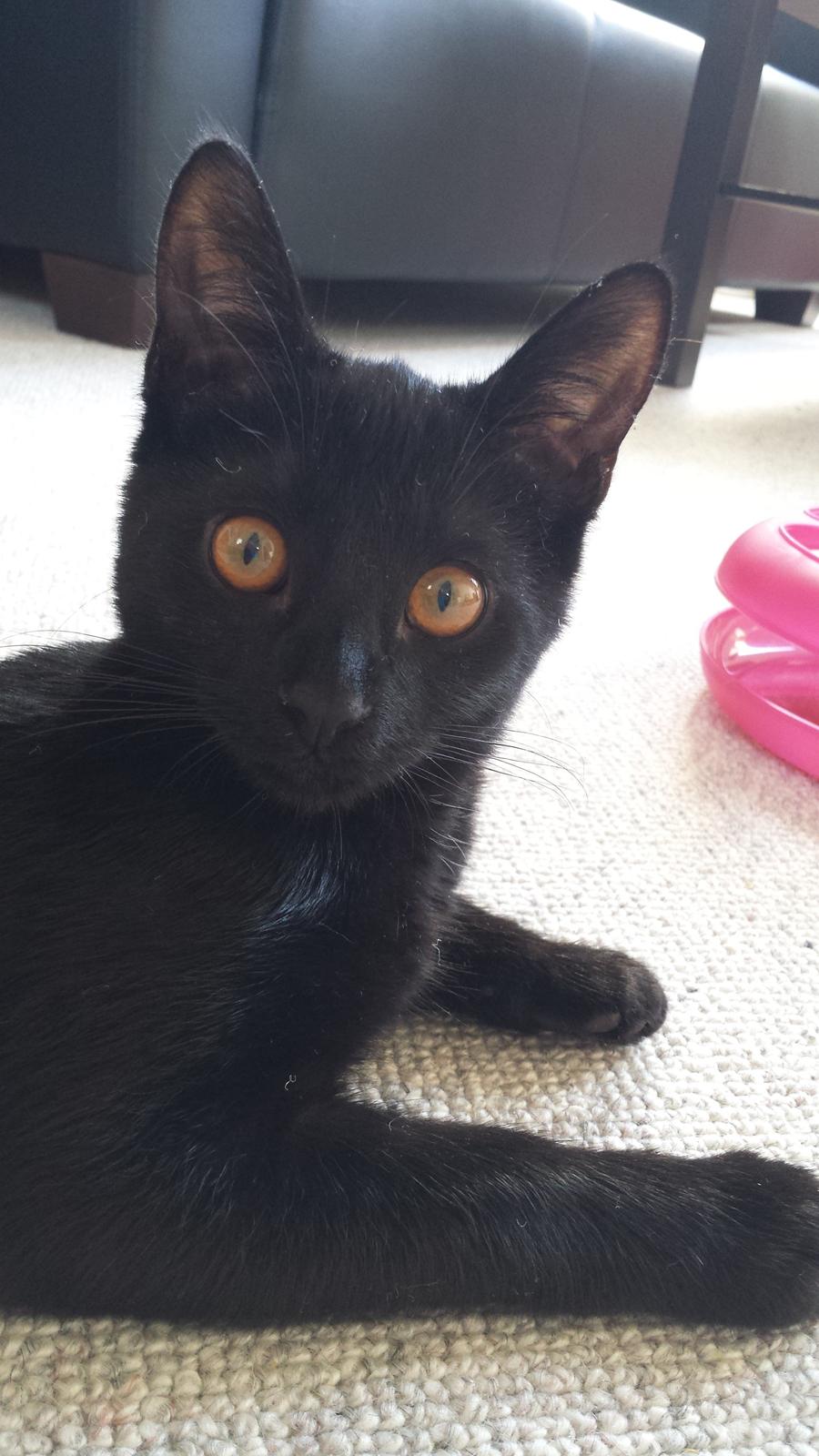 Huskat Balder - Balder 20 uger billede 7