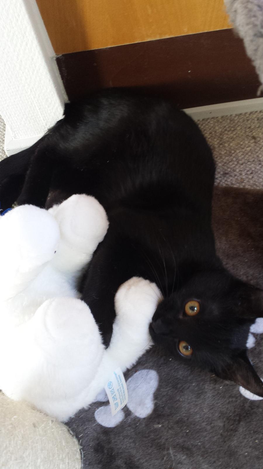 Huskat Balder - Balder 20 uger billede 8