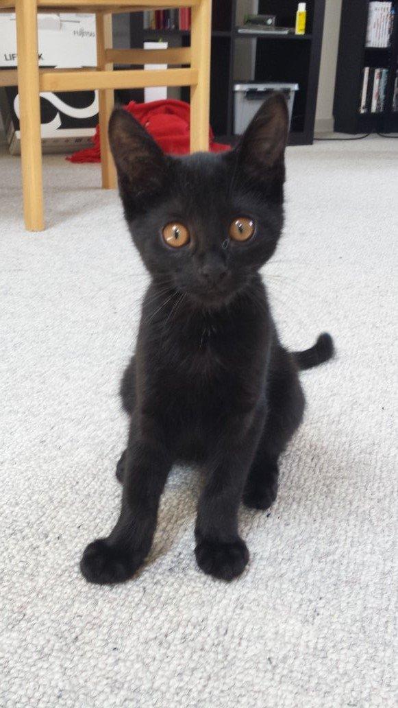 Huskat Balder - Balder 20 uger billede 9