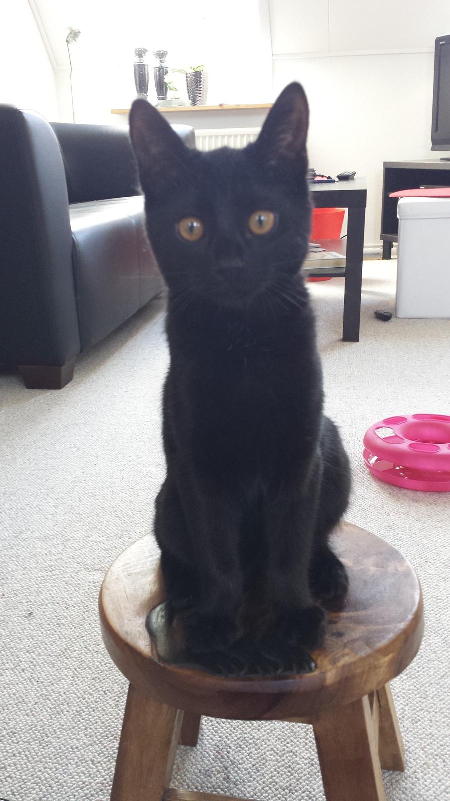 Huskat Balder - Balder 20 uger billede 6