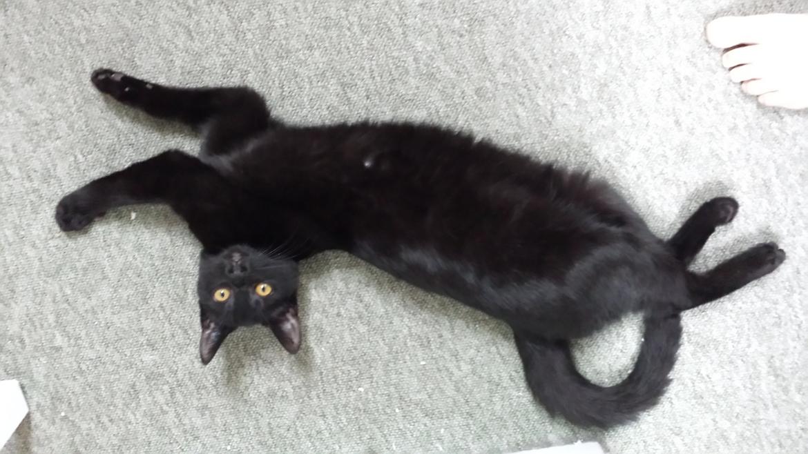 Huskat Balder - Balder ½ år billede 10