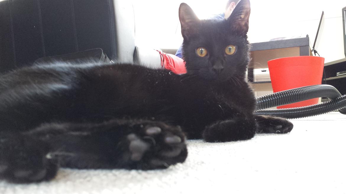 Huskat Balder - Balder ½ år  billede 12