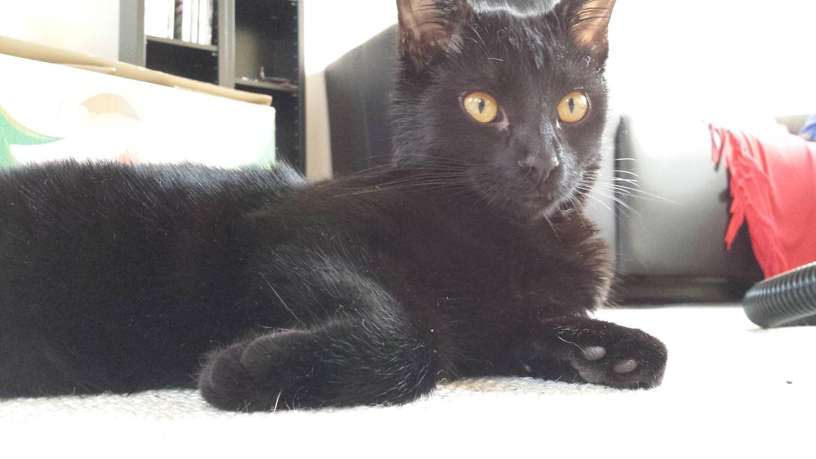 Huskat Balder - Balder ½ år  billede 13