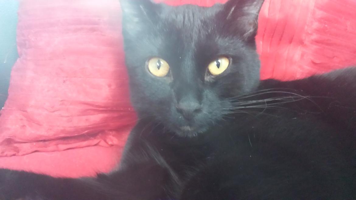 Huskat Balder - Balder ½ år  billede 14