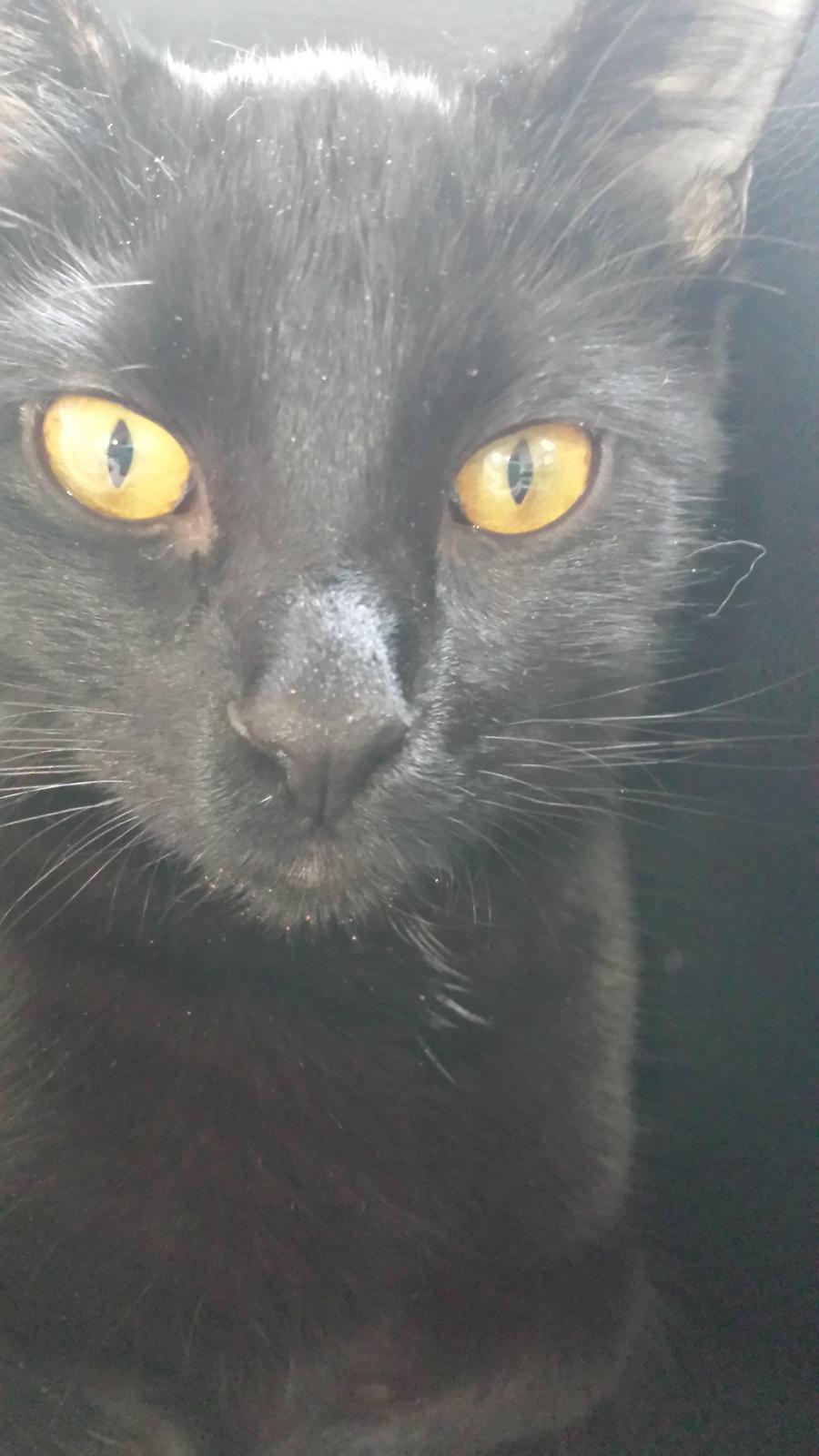 Huskat Balder - Balder 1 år  billede 15