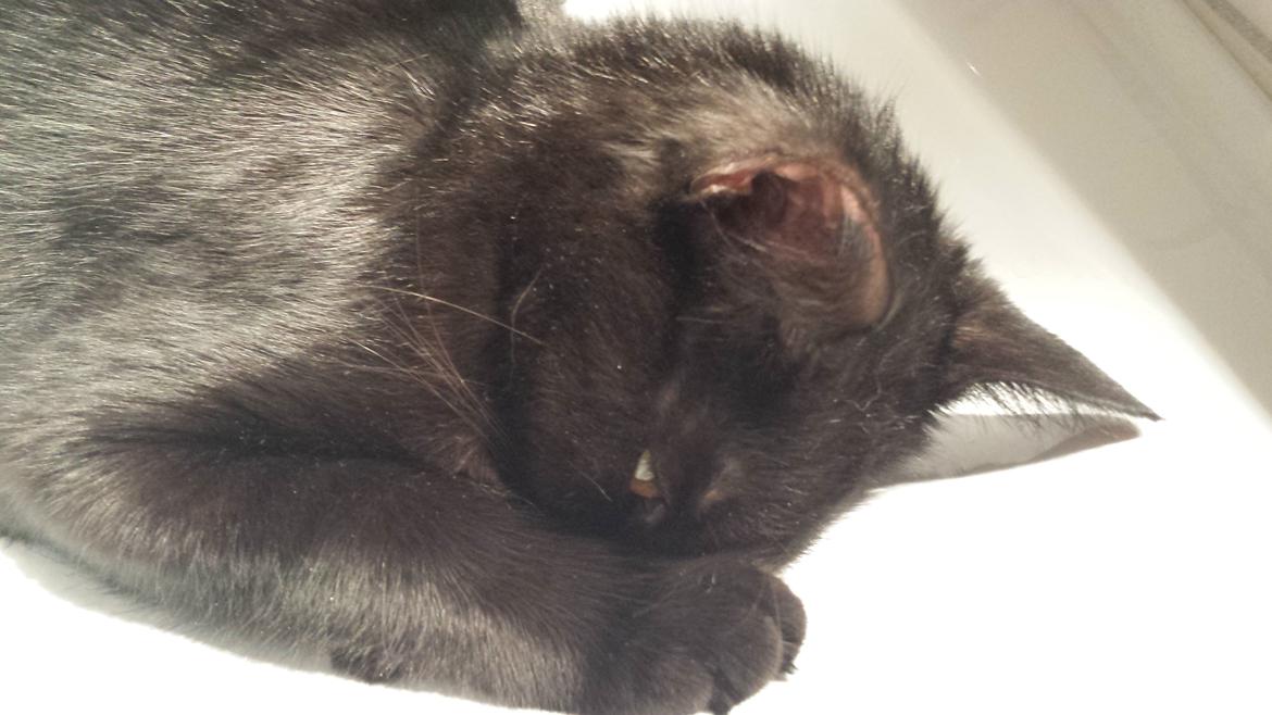 Huskat Balder - Balder 1 år  billede 16