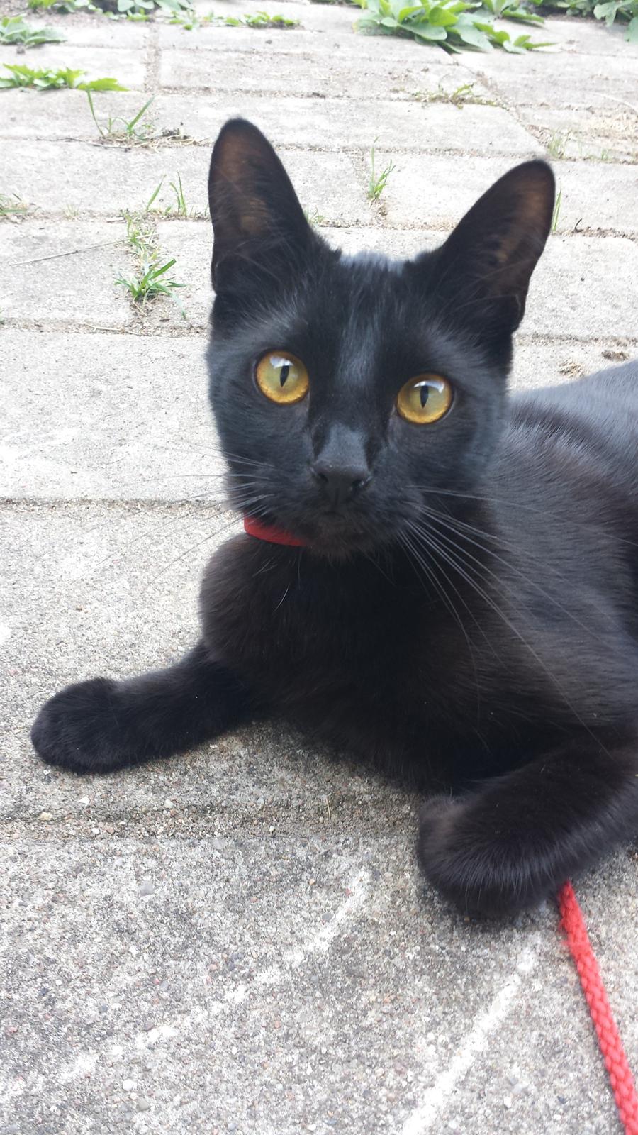 Huskat Balder - Balder 1½ år  billede 1