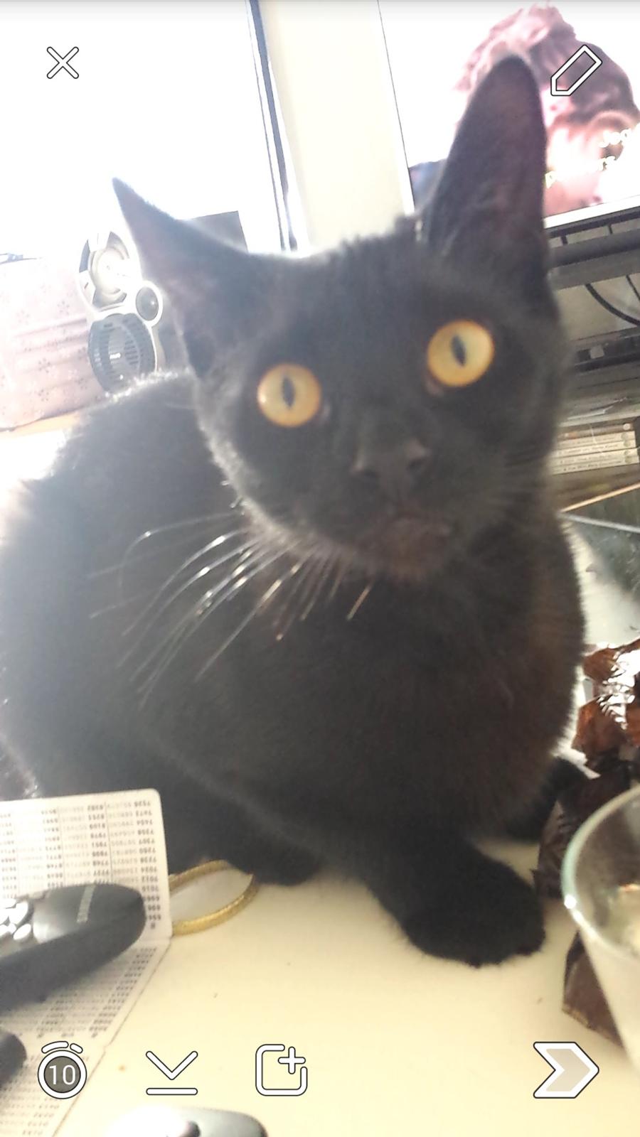 Huskat Balder - Balder 1½ år  billede 17