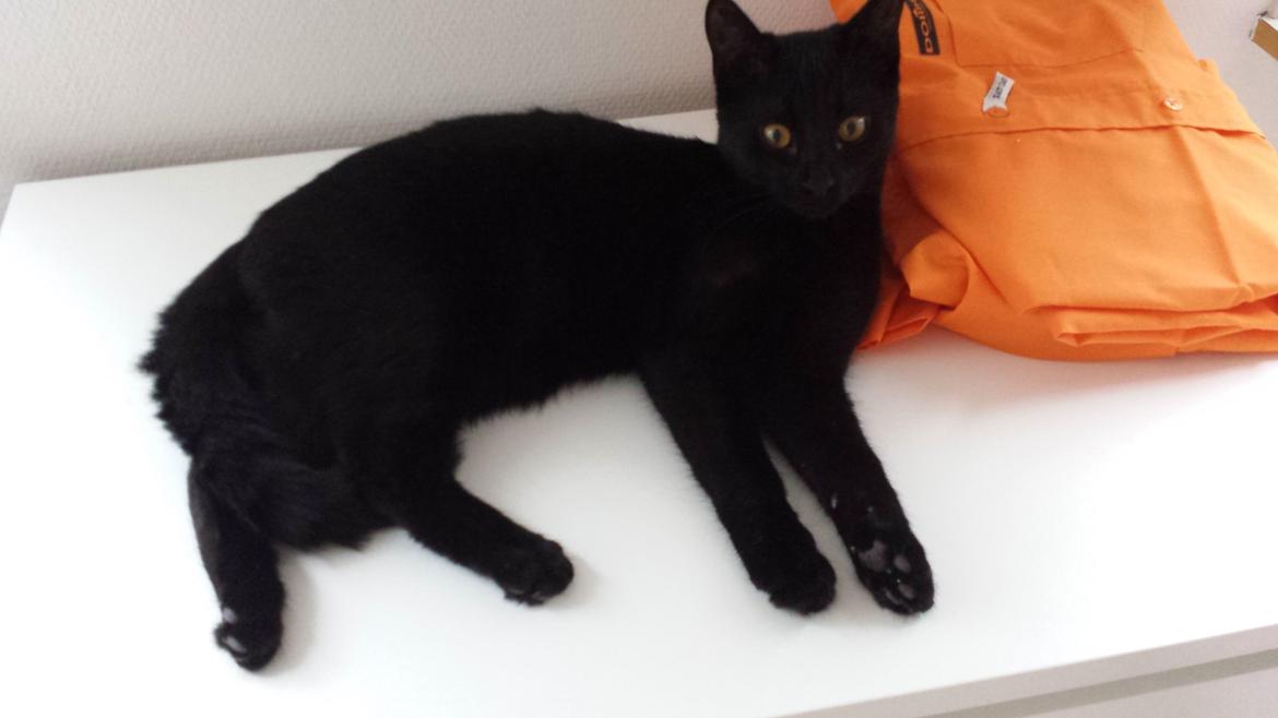 Huskat Balder - Balder ½ år  billede 11