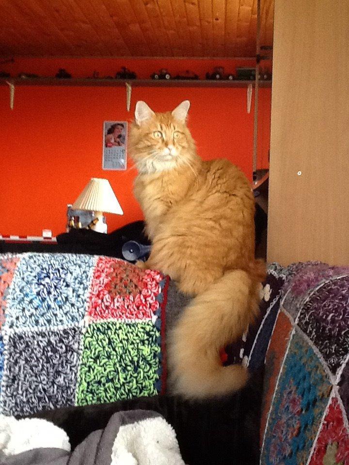 Maine Coon Simba billede 1