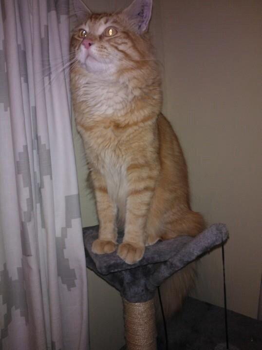 Maine Coon Simba billede 2